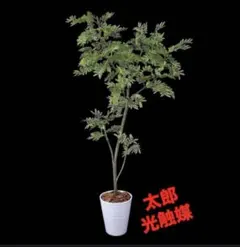 光触媒 観葉植物 ウォールグリーン フェイクグリーン シマトネリコ8210
