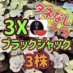 値下げ苗 タネなしスイカ ブラックジャックのサムネイル