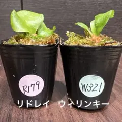 2026年最新】観葉植物 ビカクシダの人気アイテム - メルカリ