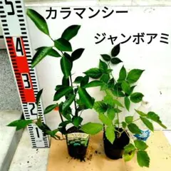 グルミチャマ 実生苗 - メルカリ