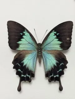 2026年最新】蝶の人気アイテム - メルカリ