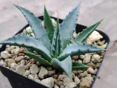 アガベ パリー トランカータ 8 実生 【選抜株 地植え 耐寒性】 - メルカリ