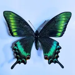 2026年最新】ミヤマカラスアゲハの人気アイテム - メルカリ