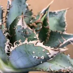 2025年最新】ブツブツ アガベの人気アイテム - メルカリ