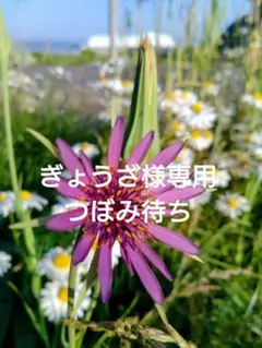 ぎょうざ様専用　バラモンジン