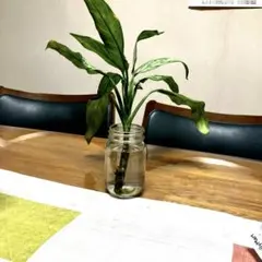 アグラオネマ　シルバークイーン　抜き苗　1株