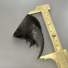 【大型63.9mm】熊の爪 未加工 毛・組織付き ハンドメイド素材 魔除け 大型63.9mm】熊の爪 未加工 毛・組織付き ハンドメイド素材 魔除け