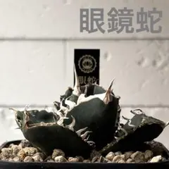 2026年最新】アガベコブラの人気アイテム - メルカリ