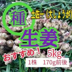 鮨屋様ご専用 高原ふきのとう 5kg壷～少々開きたて - メルカリ