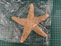 ヒトデの標本 置物 オブジェのサムネイル
