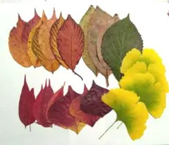 Item thumbnail for item b4661f15-7166-4567-93ea-2c428afee749