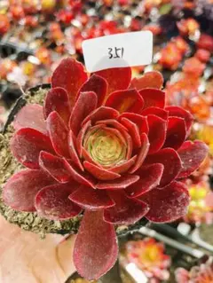 93#多肉植物アエオニウム錦❤️ ジェイドドラゴン錦❤️1大頭2小頭21cm拔き苗 レア♡ ジェイドドラゴン 玉龍 8頭 大群生 抜き苗 アエオニウム - メルカリ