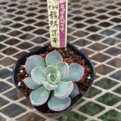 チョコ肉様 リクエスト 2点 まとめ商品