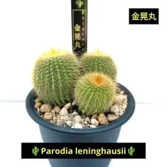 2026年最新】種 金鯱の人気アイテム - メルカリ