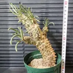 チレコドン ワリチー 現地球 塊根植物 コーデックス | Mercari