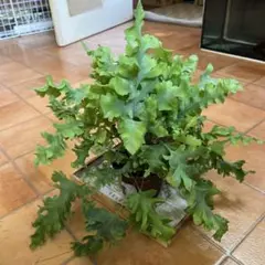 るーぶる様 リクエスト 2点 まとめ商品