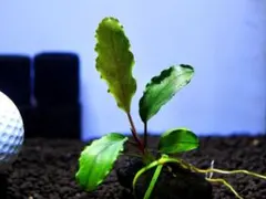 ブセファランドラ『ティア・グリーン』【完全水中葉＆無農薬栽培】溶岩石活着株