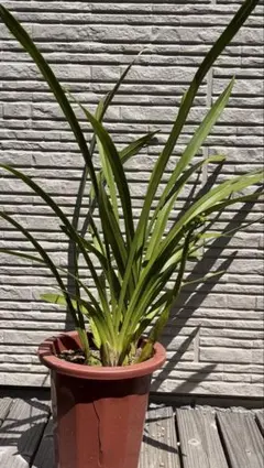 花穂付き　シンビジュウム　メルカリ便発送のサムネイル