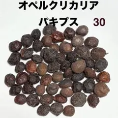 アフリカ亀甲竜50粒 オペルクリカリア・パキプス 30粒種子 2026.03採取のサムネイル