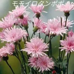 花の種　モモイロタンポポの種のサムネイル