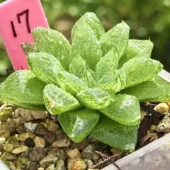 雪花コンプト　超美株　ハオルチア　観葉植物　17のサムネイル