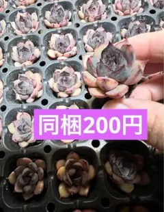 ブラッククリスタル