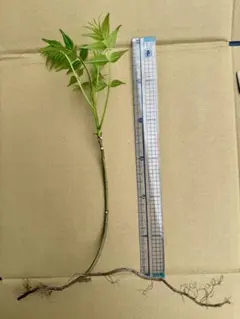 新鮮！香椿 (シャンチュン) 若芽 100g 春の味覚 無農薬 - メルカリ