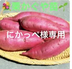 栗かぐや苗100本パープル苗100本 栗かぐや苗100本パープル苗100本 - メルカリ