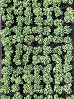 Top【選抜株】多肉植物 362249ホワイトラタム 105個 プラグトレー苗