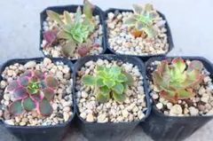 も*ち様 アエオニウム5品種セット「モナリザ斑入り&ライチ斑入り&納福錦&妖月&