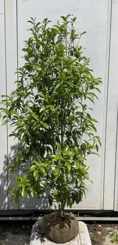 ☀【マカダミアナッツ取り木】 限定特別販売 バーディック大苗木 です。 ☀【マカダミアナッツ取り木】 限定特別販売 バーディック大苗木 です