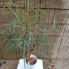 観葉植物 ボトルツリー 約105センチ - メルカリ