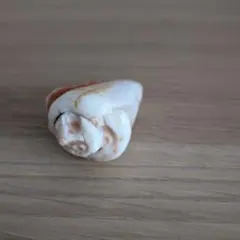 貝殻５センチ