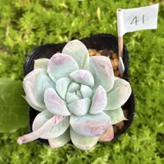 ④ 子持ち蓮華錦 鏡花 抜き苗 オロスタキス 多肉植物 - メルカリ