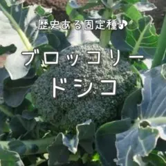 トモミ様 リクエスト 3点 まとめ商品