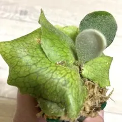 ajisai様 リクエスト 2点 まとめ商品