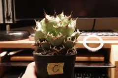 Z様 リクエスト 2点 まとめ商品