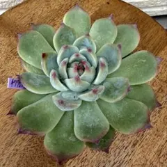 チワワエンシス 大苗 多肉植物 エケベリア 抜き苗
