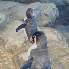 くまこ様
