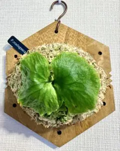 マダガスカリエンセ スーパーワイドタイプ ビカクシダ コウモリラン