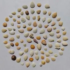 天然貝殻100個セット まとめ売り ハンドメイド素材 工作　Shell【343】