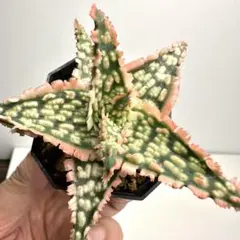 belfiore succulent産アロエ白タグ 親株 タグ付き - メルカリ