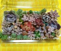 7番　寄せ植えセット　詰め合わせ　多肉植物　姫秋麗　匿名配送　¥670