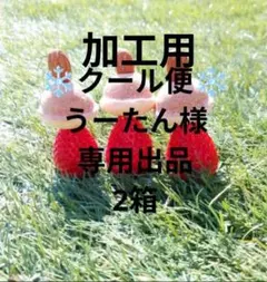 うーたん様専用