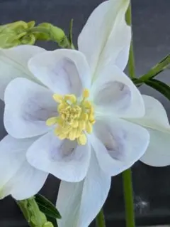 オダマキ　白色のサムネイル