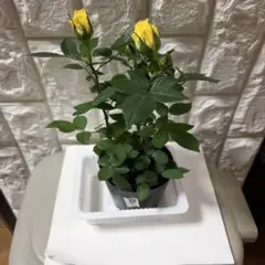ミニ薔薇黄色 ポットごと発送A - メルカリ
