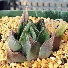 多肉植物　ハオルチア 紫オブツーサETC×オブツーサ錦黄色斑　C-16