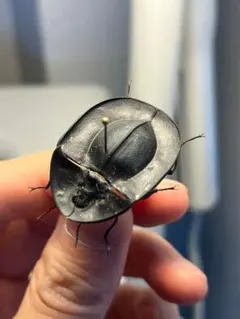 トゲトゲテントウムシダマシ 昆虫標本 Cacodaemonフトタマムシ - メルカリ