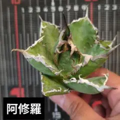 ゆうゆう様 リクエスト 5点 まとめ商品