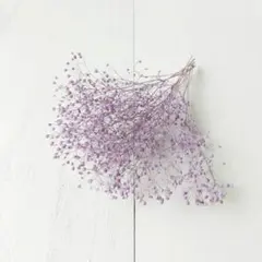 かすみ草 エンジェルパープル　(プリザーブドフラワー ハーバリウム 花材)